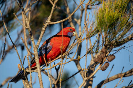 Crimson Rosella. Australian native parrot. Australian fauna.の写真素材