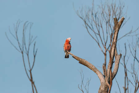 A Galah Sitting on a Tree Branch in the backyard - Rose Breasted Cockatooの写真素材
