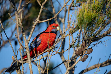 Crimson Rosella. Australian native parrot. Australian fauna.の写真素材