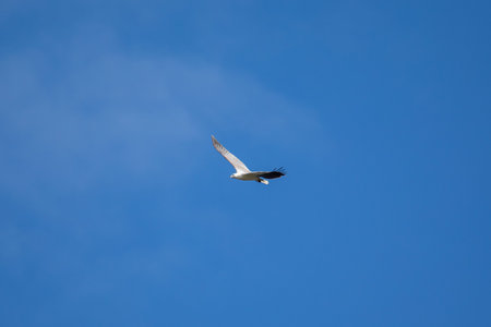 White-bellied sea eagle flying in the air.