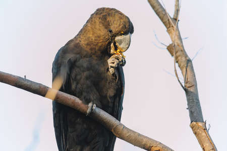 A Male Glossy black cockatoo feeding on allocasuarina diminutaの写真素材