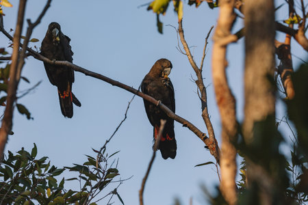 A Male Glossy black cockatoo feeding on allocasuarina diminuta