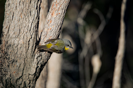 Eastern yellow breasted robin perched in a tree in the forestの写真素材