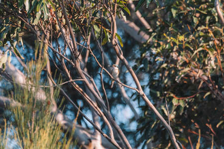 Sacred Kingfisher Perched in a Tree NSWの写真素材