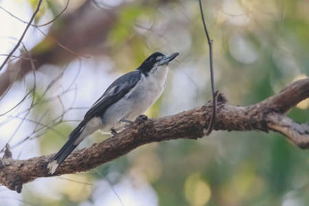Australian Grey Butcherbird resting on branchの写真素材