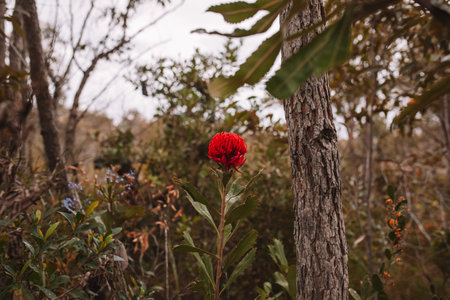 Australian native red and magenta Waratah flower. Flower head.