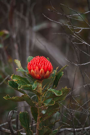 Australian native red and magenta Waratah flower. Flower head.の写真素材