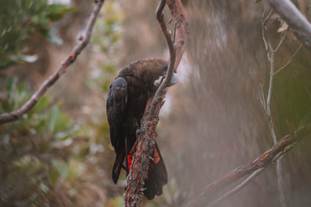 Glossy black cockatoo sitting in a tree.