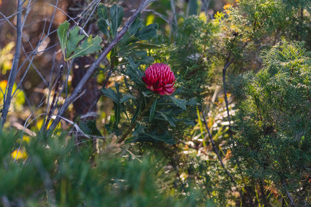 Australian native red and magenta Waratah flower. Flower head.の写真素材