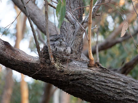 Tawny Frogmouth resting on tree branchの写真素材