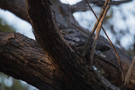 Tawny Frogmouth resting on tree branchの写真素材