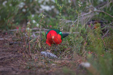 Australian King Parrot Perched in treeの写真素材