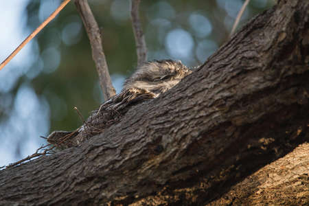 Tawny Frogmouth resting on tree branchの写真素材