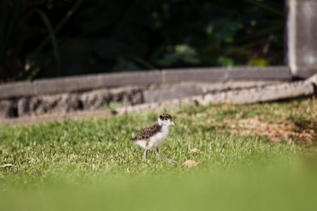Baby Masked Lapwing chick walking on green grass.の写真素材