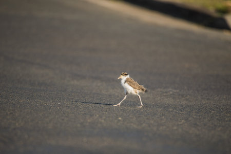 Baby Masked Lapwing chick walking on green grass.