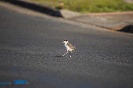 Baby Masked Lapwing chick walking on the green grass at a botanical garden. High quality photoの写真素材
