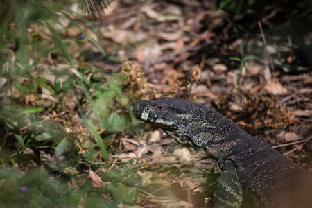 Beautiful wild goanna in Australiaの写真素材