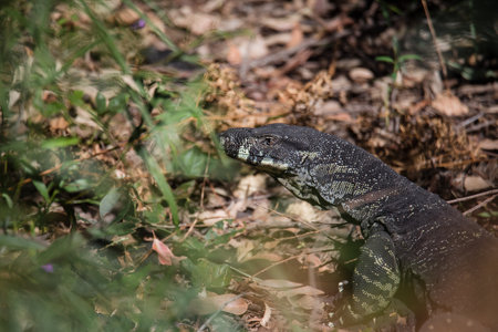 Beautiful wild goanna in Australiaの写真素材