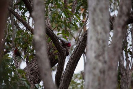 A pair of galahs investigating their nest in a tree.の写真素材