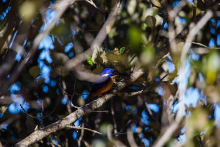 Azure Kingfishers perched on a tree branch watching over the lagoonの写真素材