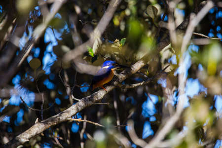 Azure Kingfishers perched on a tree branch watching over the lagoonの写真素材