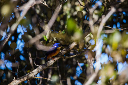 Azure Kingfishers perched on a tree branch watching over the lagoonの写真素材