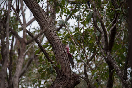 A pair of galahs investigating their nest in a tree.の写真素材