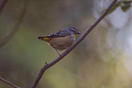Spotted pardalote (Pardalotus punctatus) in Australiaの写真素材