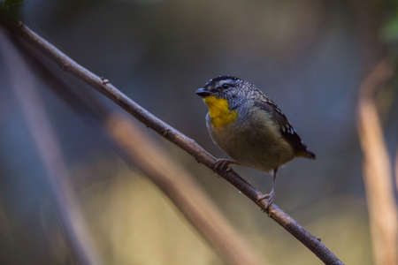 Spotted pardalote (Pardalotus punctatus) in Australiaの写真素材