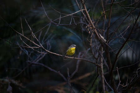 Beautiful eastern yellow robin (Australia)の写真素材