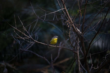 Beautiful eastern yellow robin (Australia)の写真素材