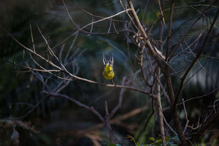 Beautiful eastern yellow robin (Australia)の写真素材