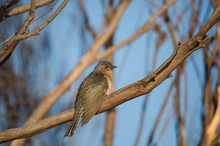 Fan-tailed Cuckoo (Cacomantis flabelliformis)の写真素材