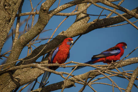 Crimson Rosella. Australian native parrot. Australian fauna.の写真素材