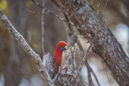 Crimson Rosella. Australian native parrot. Australian fauna.の写真素材