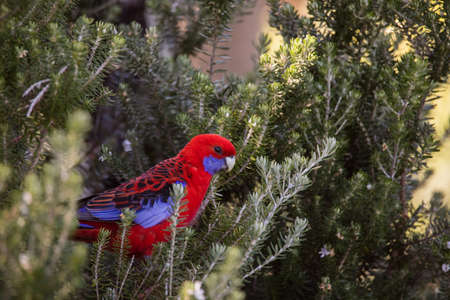 Crimson Rosella. Australian native parrot. Australian fauna.の写真素材