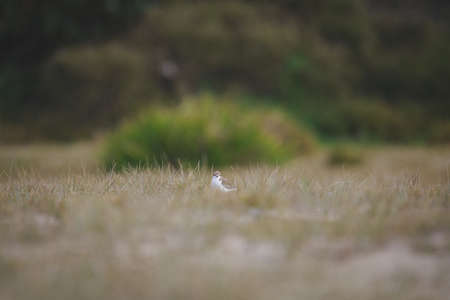 Red-capped plover on the foreshoreの写真素材