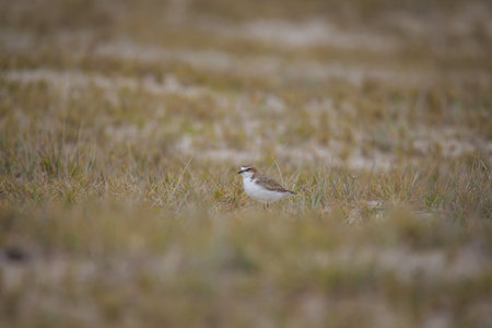Red-capped plover on the foreshoreの写真素材