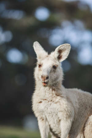 White kangaroo grazing with her joey.の写真素材
