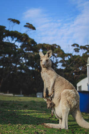 White kangaroo grazing with her joey.の写真素材
