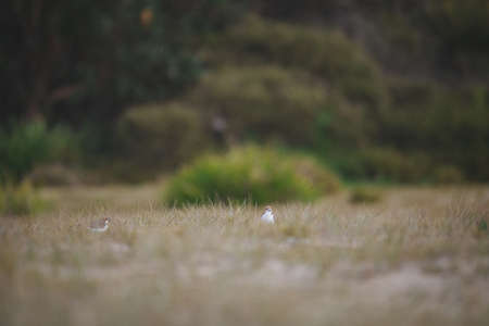 Red-capped plover on the foreshoreの写真素材