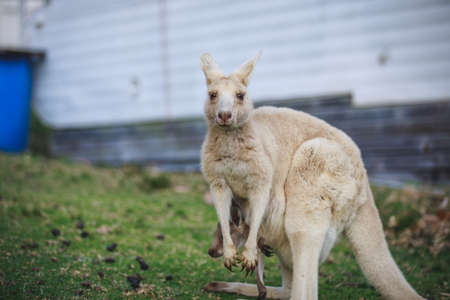 White kangaroo grazing with her joey.の写真素材