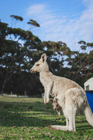 White kangaroo grazing with her joey.の写真素材
