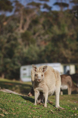 White kangaroo grazing with her joey.の写真素材
