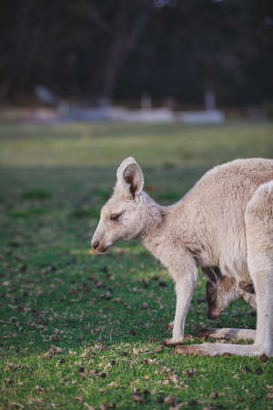 White kangaroo grazing with her joey.の写真素材