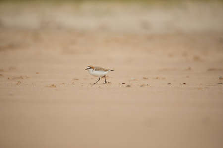 Red-capped plover on the foreshoreの写真素材