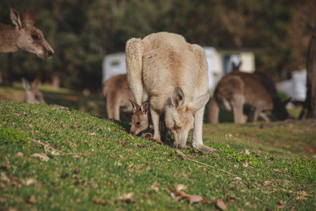 White kangaroo grazing with her joey.の写真素材
