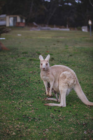 White kangaroo grazing with her joey.の写真素材