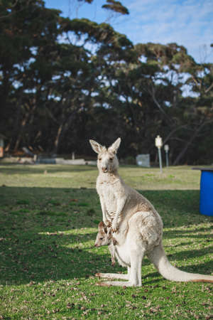 White kangaroo grazing with her joey.の写真素材