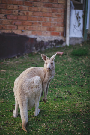 White kangaroo grazing with her joey.の写真素材
